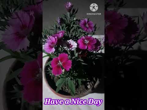 Video: Dianthus Plant Companants: Saznajte više o biljkama koje dobro funkcioniraju s Dianthusom