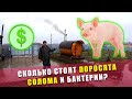 СКОЛЬКО СТОЯТ ПОРОСЯТА | Поросята после кастрации | Солома как подстилка для свиней | ХЛОПОТЫ