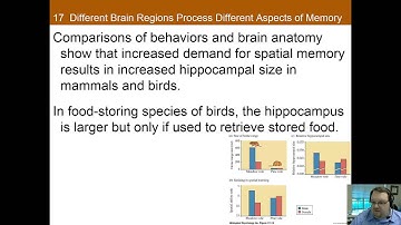 Chapter 17 Part B: Learning and Memory