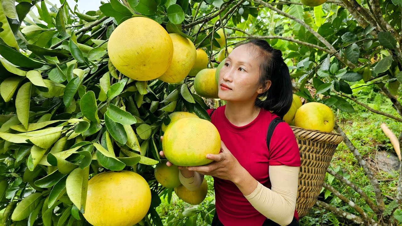 Harvest pomelo orchards goes to the market sell Weeding sugarcane