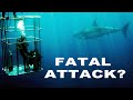 Understanding great white sharks  outside the cage 1 x 60  wild water