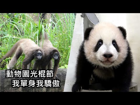 動物園光棍節~我單身我驕傲