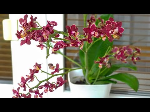Video: Orkidyas, Pamumulaklak