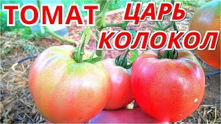 Сорт Томатов Царь Колокол Отзывы Фото