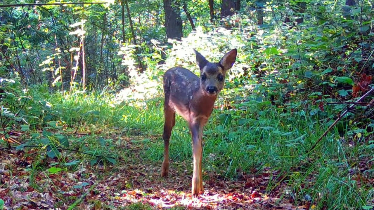 Wildlife Photography with Trail Cameras / Once Upon a Forest / Geuzenbos Channel Trailer