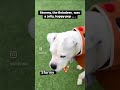 Adopt Stormy, the Magical Reindeer Dog! #shorts #wesaveeachother #adoptkc
