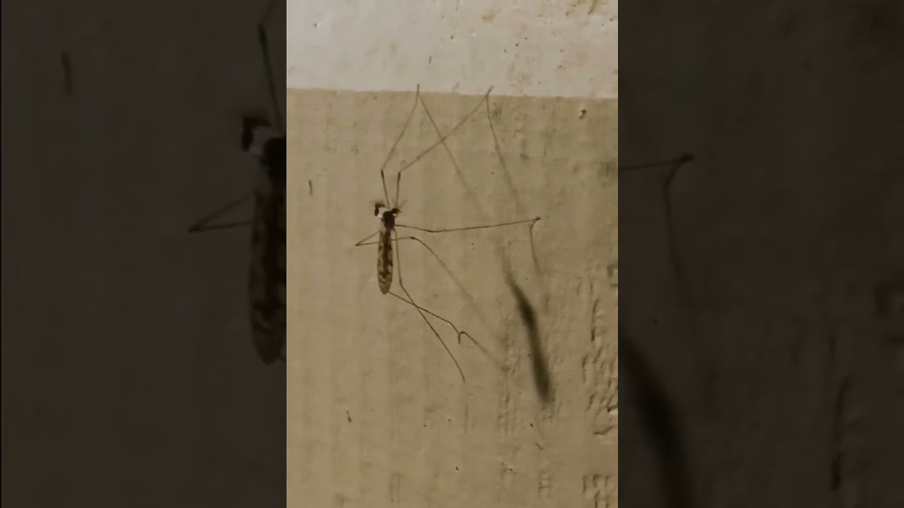 Limonia (nubeculosa) 