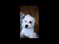 Cute Dog Listens to Metal