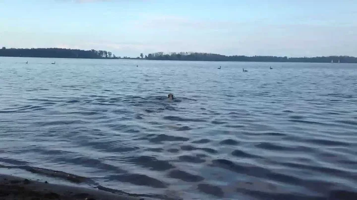 Whippet Puppy Likes to Swim and Play Fetch