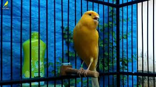 Yorkshire Canary Singing | The Best Canary Training