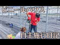 【○クリエイター！？】〜いちご農家がビニールハウスを建設中〜【パイプ打ってます】