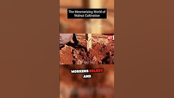 Exploring the Mesmerizing World of Walnut Processing in Factories #existenttech #walnut #farming