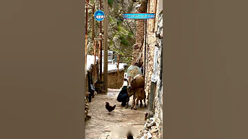 حمه زیرک دترسم بمرم دلو حیران آهنگ شاد کردی آهنگ عاشقانه کردی آهنگ شاد کوردی رقص کردی شاد آهنگ غمگین 