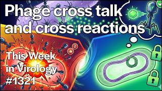 TWiV 1321: Phage cross talk and cross reactions
TWiV explains how cross-reactive anti-prophage antibodies and bacterial heteroresistance is implicated in phage therapeutic failure, and how phages communicate across species to shape microbial ecosystems.
Show notes at https://www.microbe.tv/twiv/twiv-1321/
Become a patron of TWiV at https://microbe.tv/contribute
——————————— OUR SCIENCE PODCASTS ———————————
•This Week in Virology https://bit.ly/30uUhrX
•This Week in Parasitism https://bit.ly/3ndUNUZ
•This Week in Microbiology https://bit.ly/33tOUeO
•Beyond the Noise https://www.microbe.tv/btn/
•This Week in Evolution https://bit.ly/3ne1bf5
•Immune https://bit.ly/2HOyCVb
•This Week in Neuroscience https://bit.ly/2So12Yd
•Infectious Disease Puscast https://bit.ly/3K4EKF0
•Matters Microbial https://www.microbe.tv/mm/
•Office Hours https://www.youtube.com/playlist?list=PLGhmZX2NKiNlI2Creg0WZ7u5ORpbLVSsP
– Who Am I? –
I’m Vincent Racaniello, Earth’s Virology Professor, and I believe that education should be free.
I’m also a professor of virology at Columbia University in New York. I’ve been doing research on viruses since 1976, and teaching virology in classrooms and online since 1999. On this YouTube channel I share videos of my lectures, MicrobeTV podcasts, and more.
New videos are uploaded several times each week.
I do not run ads on our work as they are disruptive to learning. We depend on your support.
If you would like to support our work, go to https://www.microbe.tv/contribute/
MicrobeTV appreciates your donation and your support of our mission. Our budget and ongoing financial health rely on accounting for and accepting irrevocable, non-refundable donations from the public. Therefore, MicrobeTV considers all donations to be nonrefundable.
Content in this video should not be construed as medical advice.
———————————————————————
#microbe #viruses #coronavirus #pandemic
——————————————————————— TWiV 1321: Phage cross talk and cross reactions
