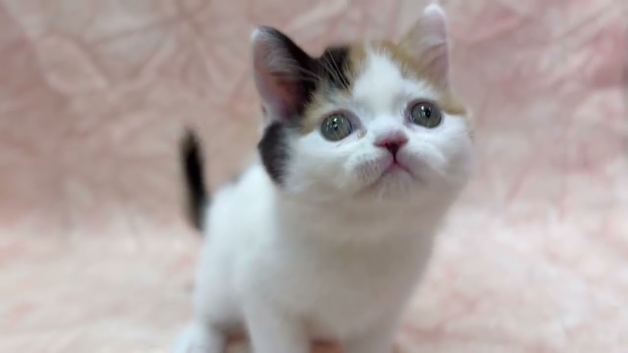 スコティッシュフォールド②🐱(2026/3/3生) - YouTube