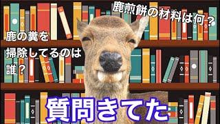 【質問きてた】皆のギモンを鹿さんが解説してみた | 奈良公園