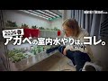 【アガベ】2026年版、室内育成株の水やり紹介します!