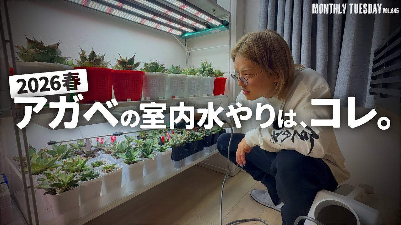 Agave] Here's a guide to watering indoor-grown agave plants, 2026