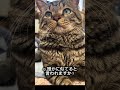 いつも沢山の楽しいコメントをいただきありがとうございます😭個別に返信できず心苦しいですが、楽しく読ませていただいています！他にもトトロに似てると言われます笑 #障害猫 #返事する猫