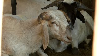ಕುರಿಯಲ್ಲ- ಕೇವಲ ಟಗರು ಸಾಕಣೆ - ಶ್ರೀ ಲಕ್ಷ್ಮಣ ದಳವಾಯಿ |  Only Ram Sheep Raring | Sheep | Economics by FarmTV 882 views 10 days ago 39 minutes