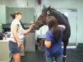 Equine Sports Medicine - 10/14/2011