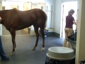 Equine Sports Medicine - 10/14/2011