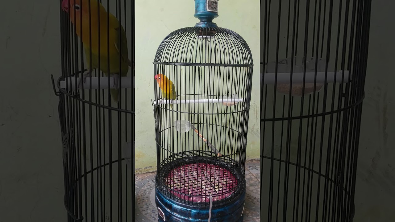 Love bird Single figter 