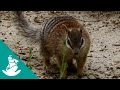 ...And The Mammals Laid Eggs - Now in High Quality! (Full Documentary)