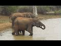 Elephant&#39;s family drinking water one Male Elephant is also with them..