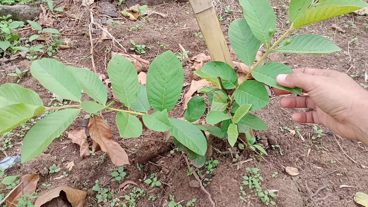 Panduan Menanam Jambu Siumik Pala (Kristal Madu)