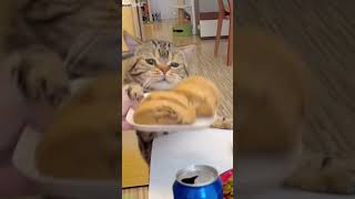 Cat Videos Cat Fails 9657