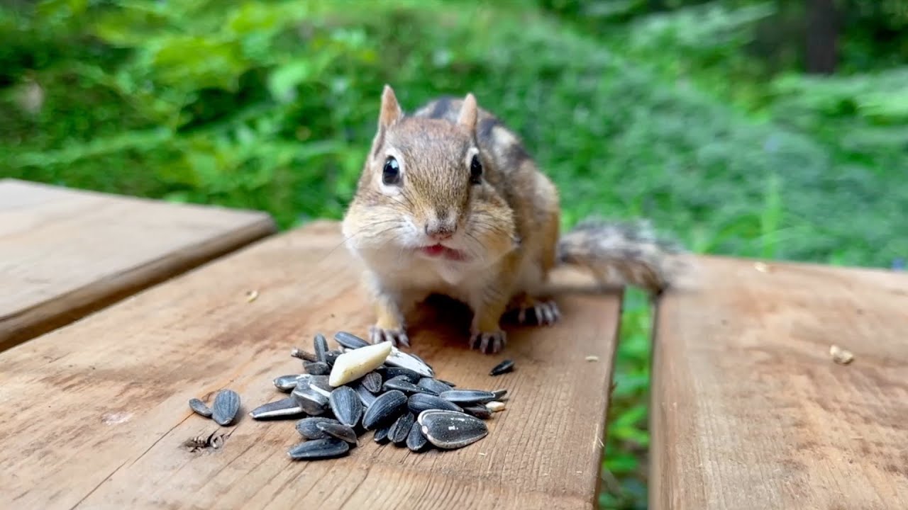 살던 곳을 떠나 우리집 앞으로 이사한 나이 많은 다람쥐