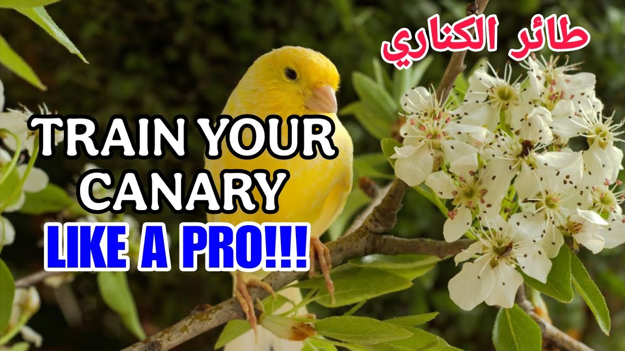 The Most Beautiful Canary Song – Feel the Calm of Nature - طائر الكناري