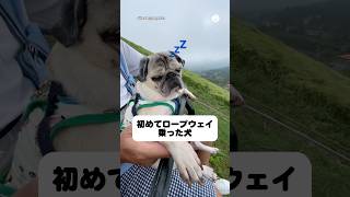 初めて乗ったロープウェイで眠そうな犬😂　#犬　#いぬ　#パグ　#犬のいる暮らし #面白い