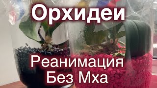 Как Реанимировать Обезвоженную Орхидею Если Нет Мха