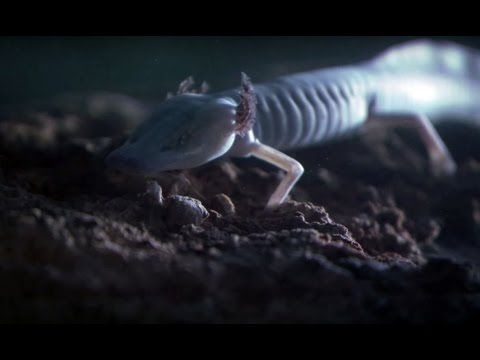 Troglobites: Strange Cave Specialists | Planet Earth | BBC Earth