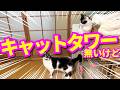 【ねこ動画】キャットタワー無いけど、なんとかなる