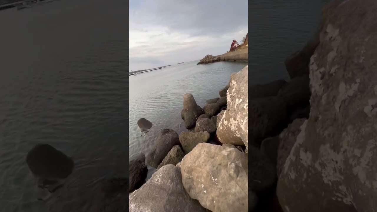 【衝撃】河口でシーバス釣りのはずが…とんでもない魚がヒットした！！#shorts