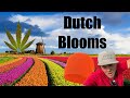 The breeding and genetics show 23  dutch blooms w chad westport  spider farmer grow tents