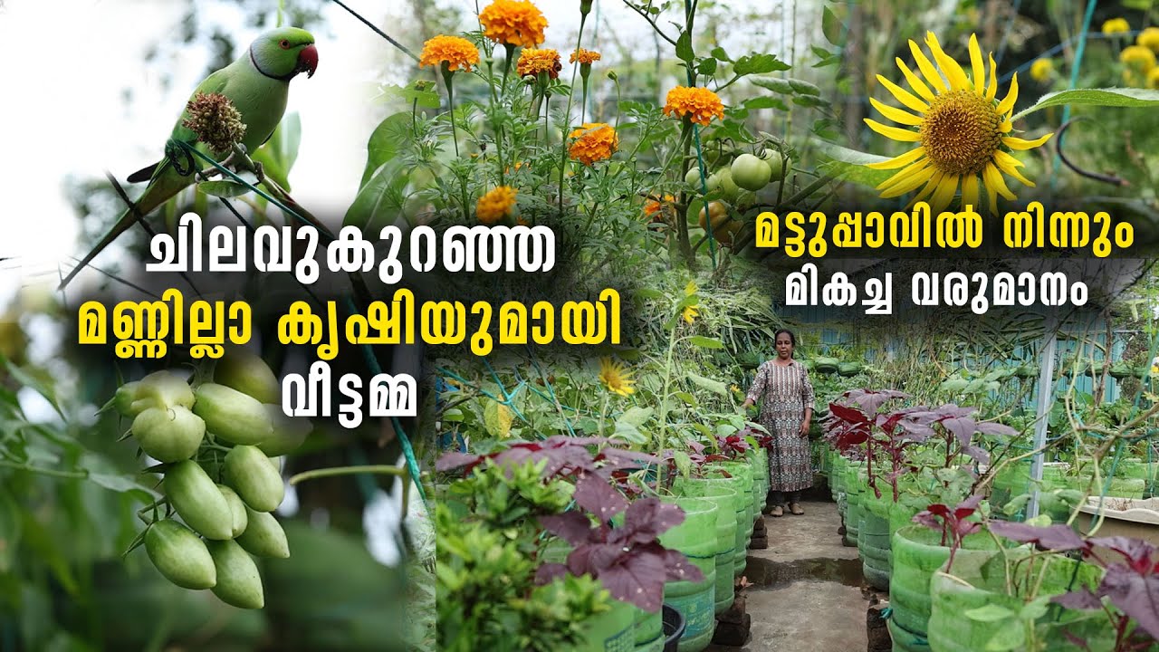 ചിലവുകുറഞ്ഞ മണ്ണില്ലാ കൃഷിയുമായി വീട്ടമ്മ | മട്ടുപ്പാവിൽ നിന്നും മികച്ച വരുമാനം | Terrace Farming