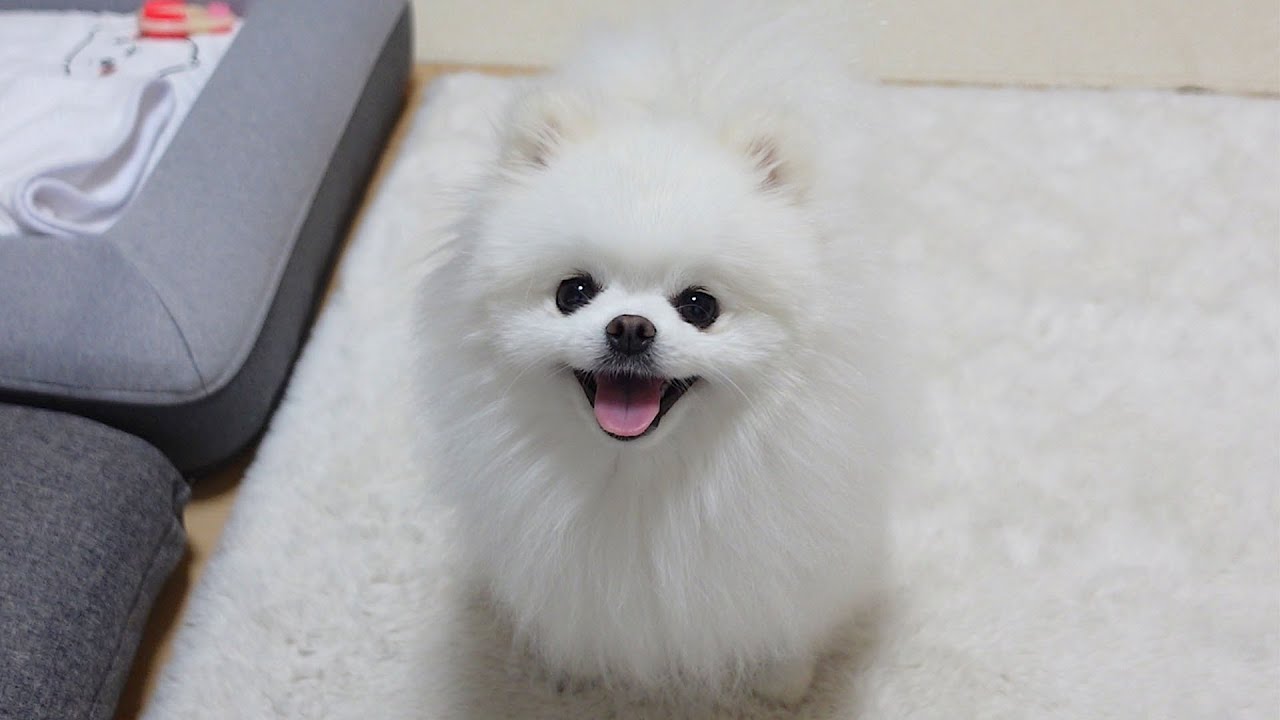 2人きりで過ごす時間を邪魔されたくないポメラニアン - YouTube