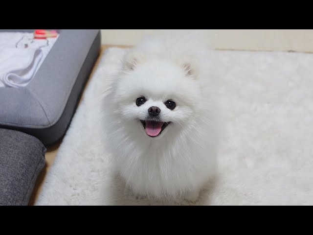 2人きりで過ごす時間を邪魔されたくないポメラニアン - YouTube