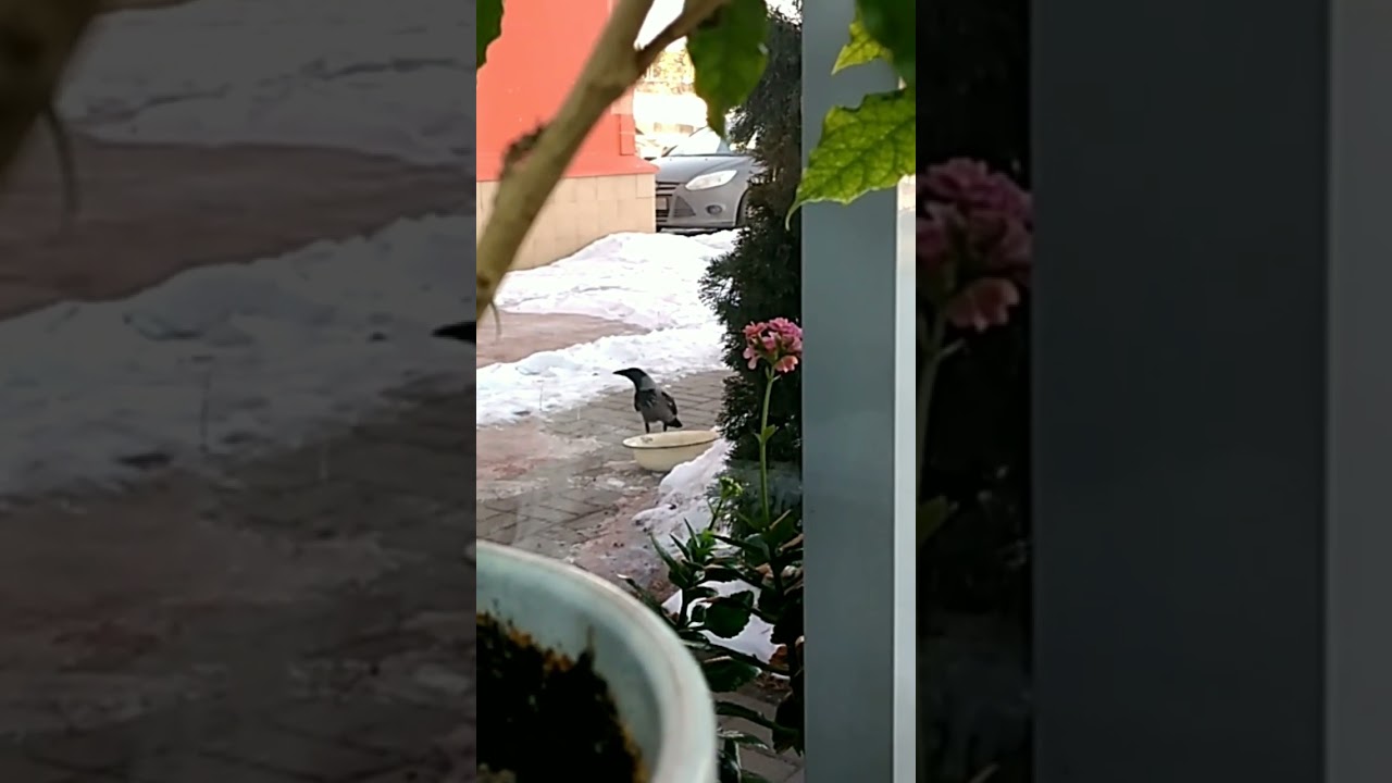 Crow meme (ворона мем) 