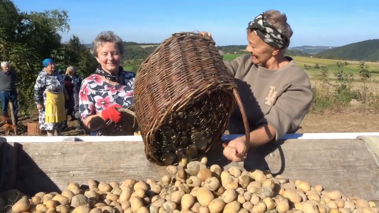 Tradycyjne wykopki - Żegocina - 27.09.2025