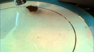 cornflake is magnetic (all bran)