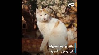 انقاذ القطط من المناطق التي تضررت بفعل الزلزال في شمال سوريا