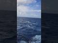 where the sea meets the sky (Rainbow)#shorts #viral #trending #explore #rainbow