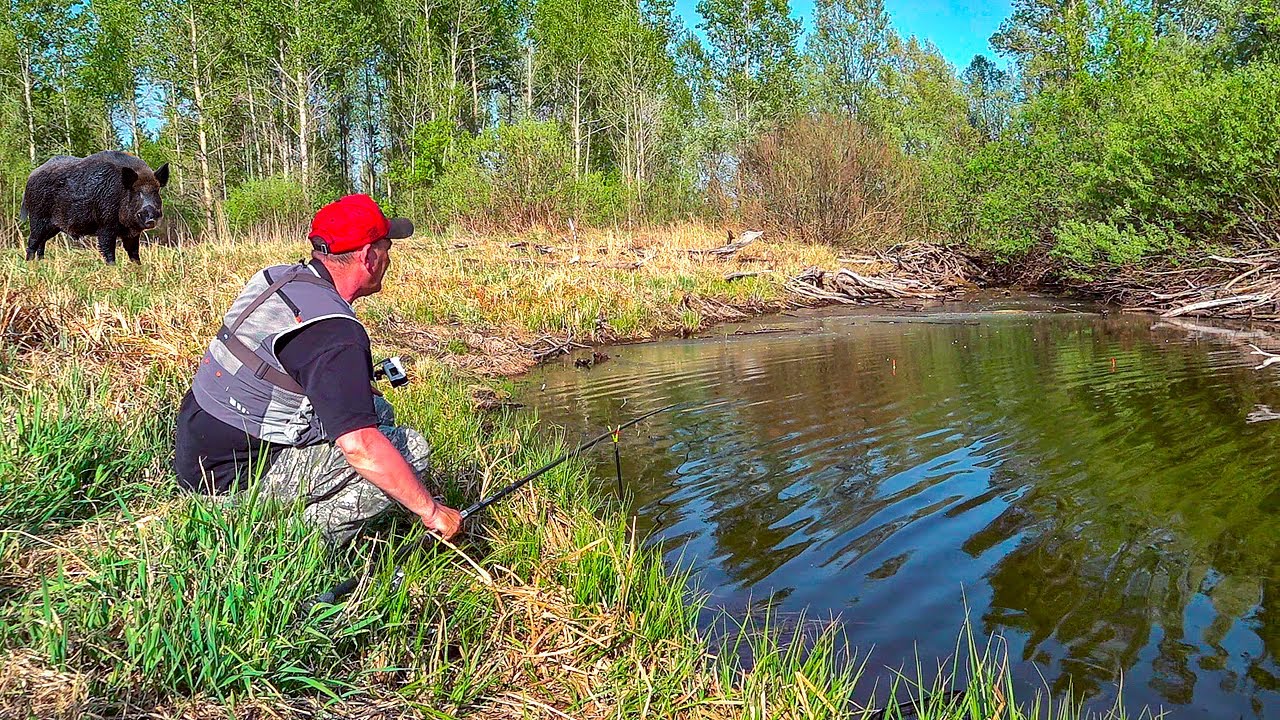 КАБАНЬЕ БОЛОТО КИШИТ КАРАСЯМИ! Нашли озеро в самых диких местах. Рыбалка на поплавок