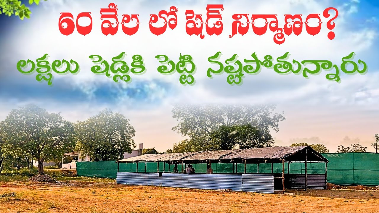 🔥పొట్టేలా షెడ్ 60K మాత్రమే | లో కాస్ట్ షెడ్ | Sheep Farming Shed Information
