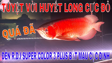 🔴HUYẾT LONG RỰC RỠ ĐỎ TRÊN CÂY ĐÈN R.D.I SUPER COLOR 3 PLUS | CHÍNH HÃNG PHUKIENCARONG.VN PHÂN PHỐI